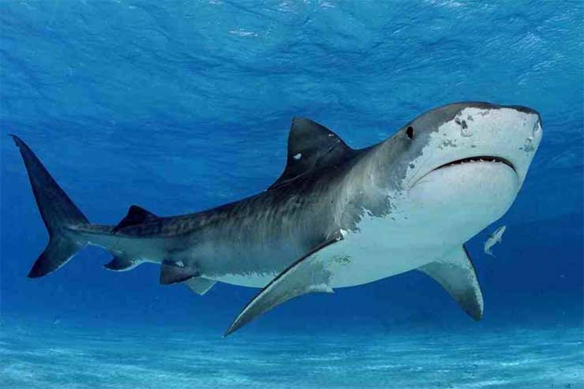 Tiger sharks travel thousand miles to find dates